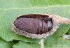 hranostajník vrbový (Motýli), Cerura vinula (Lepidoptera)